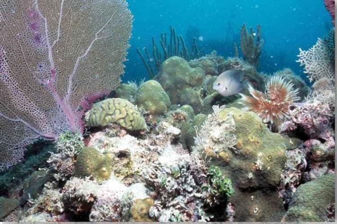 Aquecimento global ameaça corais, mas cientistas acreditam que eles podem reagir ao fenômeno climático e evoluir(foto: David Kline/Divulgação) Aquecimento global ameaça corais, mas cientistas acreditam que eles podem reagir ao fenômeno climático e evoluir(foto: David Kline/Divulgação)