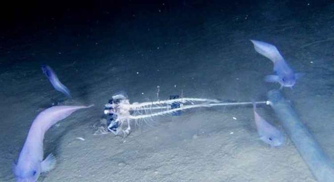 Temporariamente denominados peixe-caracol rosa, azul e roxo do Atacama, as criaturas até então desconhecidas têm entre 20 e 25 centímetros de comprimento, são translúcidas e não têm escamas(foto: AFP) Temporariamente denominados peixe-caracol rosa, azul e roxo do Atacama, as criaturas até então desconhecidas têm entre 20 e 25 centímetros de comprimento, são translúcidas e não têm escamas(foto: AFP)
