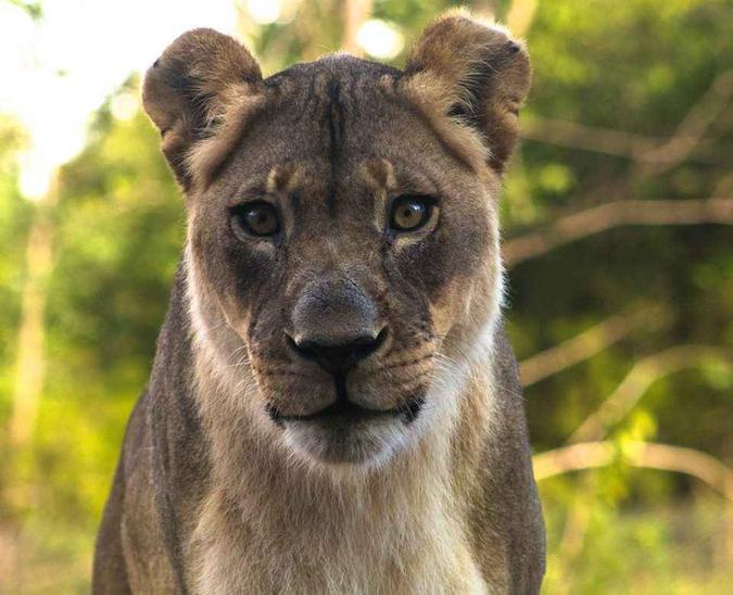 (foto: OKC Zoo/Divulgação) (foto: OKC Zoo/Divulgação)