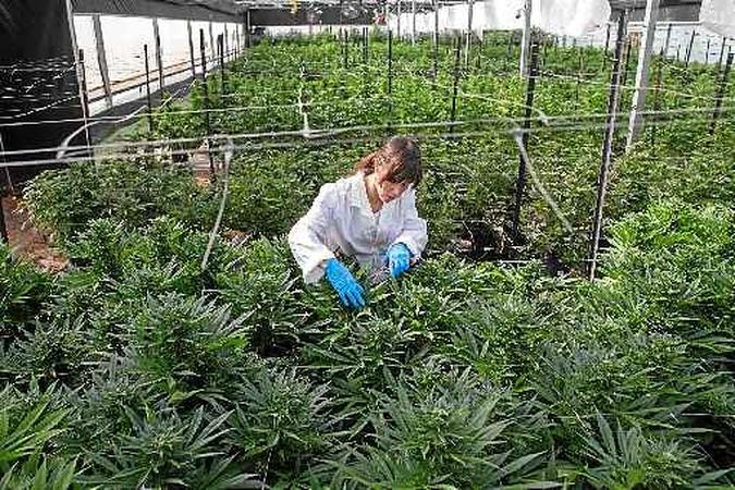 Cultivo da maconha para uso medicinal demanda muita água e energia elétrica. Há ainda os cuidados quanto ao uso de pesticidas (foto: Jack Guez/AFP - 9/3/16 ) Cultivo da maconha para uso medicinal demanda muita água e energia elétrica. Há ainda os cuidados quanto ao uso de pesticidas (foto: Jack Guez/AFP - 9/3/16 )