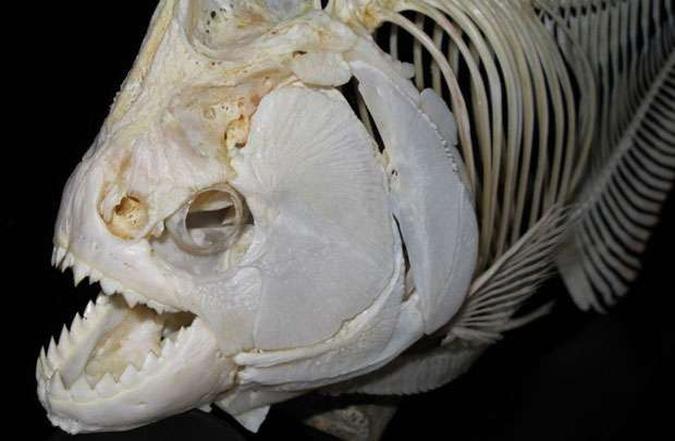O segredo, de acordo com os pesquisadores, está na arquitetura da mandíbula da piranha-negra: músculos fazem com que tenha um efeito de alavanca(foto: Steve Huskey/Divulgação) O segredo, de acordo com os pesquisadores, está na arquitetura da mandíbula da piranha-negra: músculos fazem com que tenha um efeito de alavanca(foto: Steve Huskey/Divulgação)