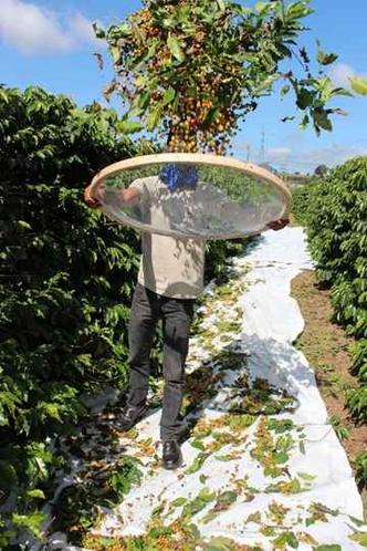 Trabalhador durante a colheita de café: produto é o quinto item da pauta de exportação do agronegócio brasileiro (foto: Cooxupé/Divulgação) Trabalhador durante a colheita de café: produto é o quinto item da pauta de exportação do agronegócio brasileiro (foto: Cooxupé/Divulgação)