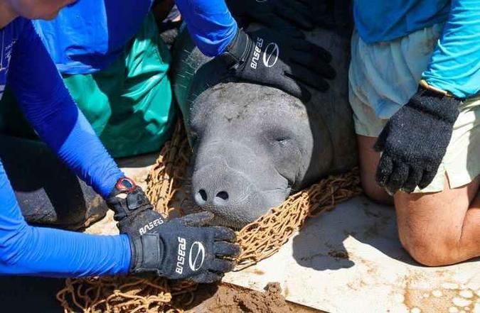 Uma associação faz o trabalho de preservação da espécie, que é monitorada por chip. O animal é adorado por cuidadores e moradores (foto: Rafael Munhoz/ Divulgação ) Uma associação faz o trabalho de preservação da espécie, que é monitorada por chip. O animal é adorado por cuidadores e moradores (foto: Rafael Munhoz/ Divulgação )