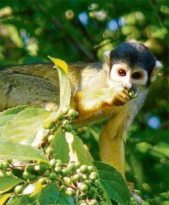 Macaco é avistado na Amazônia: a floresta tropical é um dos lugares onde a diversidade genética dos animais se mantém mais alta(foto: PedroNassar/Mamiraua Institute/AFP) Macaco é avistado na Amazônia: a floresta tropical é um dos lugares onde a diversidade genética dos animais se mantém mais alta(foto: PedroNassar/Mamiraua Institute/AFP)