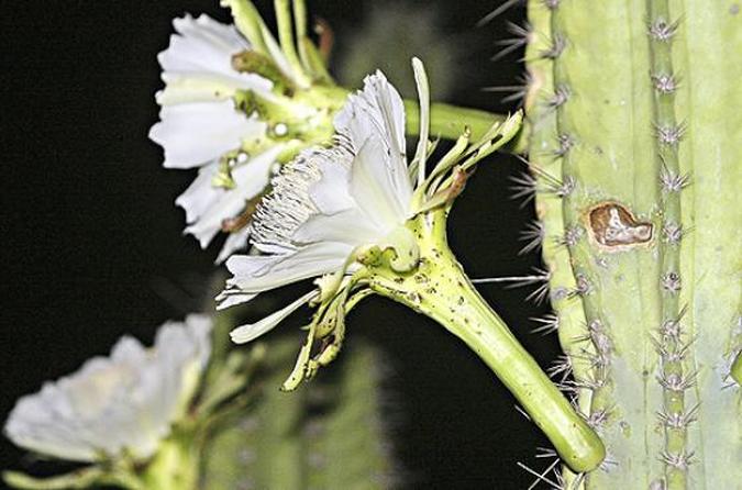 Flor de mandacaru, comum no semiárido nordestino: formações secas guardam 20% dos principais centros de biodiversidade vegetal do planeta(foto: Wanderlei Pozzembom/CB) Flor de mandacaru, comum no semiárido nordestino: formações secas guardam 20% dos principais centros de biodiversidade vegetal do planeta(foto: Wanderlei Pozzembom/CB)