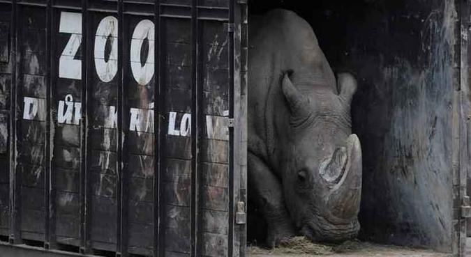 Sudão viveu os últimos anos de sua vida em uma reserva de 36.400 hectares no centro de Quênia(foto: Michal CIZEK / AFP - 16/12/9) Sudão viveu os últimos anos de sua vida em uma reserva de 36.400 hectares no centro de Quênia(foto: Michal CIZEK / AFP - 16/12/9)
