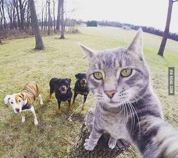 (foto: 9Gag/Reprodução) (foto: 9Gag/Reprodução)