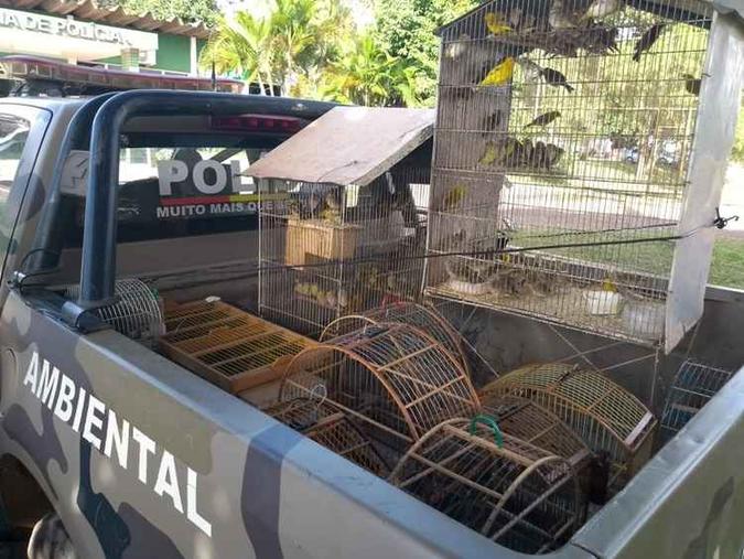 Aves foram resgatadas em operação entre a PMDF e o Ibram(foto: Reprodução/PMDF) Aves foram resgatadas em operação entre a PMDF e o Ibram(foto: Reprodução/PMDF)