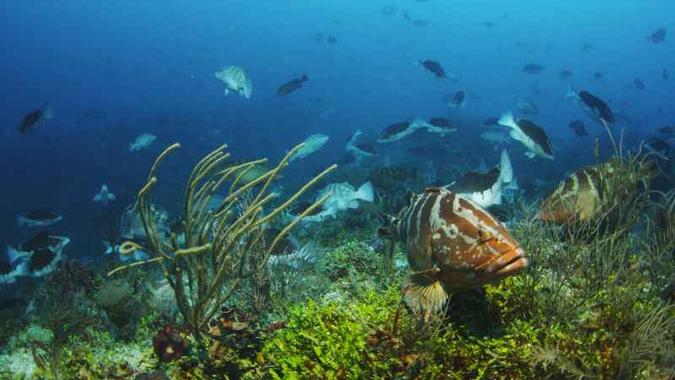 O animal faz agregações de desovas, quando milhares de peixes se reúnem para acasalar: declínio da área pode chegar a 80% em 2100 (foto: Alfredo Barroso/Divulgação) O animal faz agregações de desovas, quando milhares de peixes se reúnem para acasalar: declínio da área pode chegar a 80% em 2100 (foto: Alfredo Barroso/Divulgação)