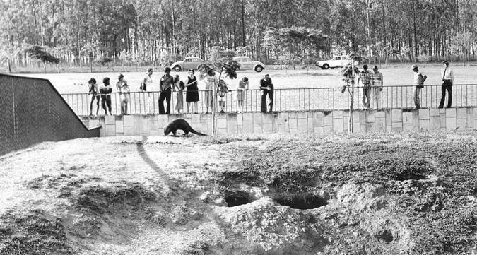 31/08/1977: visitantes observando ariranhas no Zoológico de Brasília após a morte do Sargento Sílvio Hollenbach(foto: Tadashi Nakagomi/CB/D.A Press) 31/08/1977: visitantes observando ariranhas no Zoológico de Brasília após a morte do Sargento Sílvio Hollenbach(foto: Tadashi Nakagomi/CB/D.A Press)