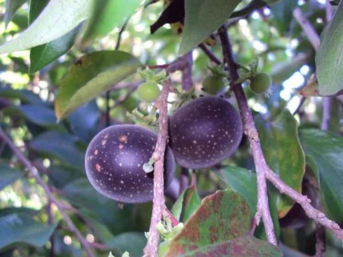 A fruta originária da Ásia adaptou-se bem ao clima brasileiro (foto: Josenilda Rodrigues/Divulgação) A fruta originária da Ásia adaptou-se bem ao clima brasileiro (foto: Josenilda Rodrigues/Divulgação)