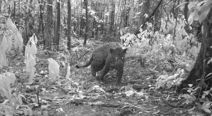 Imagens feitas por uma armadilha fotográfica com flashes infravermelhos flagraram a onça-pintada momentos antes da captura(foto: Instituto Mamirauá/Divulgação) Imagens feitas por uma armadilha fotográfica com flashes infravermelhos flagraram a onça-pintada momentos antes da captura(foto: Instituto Mamirauá/Divulgação)