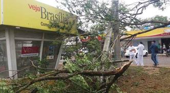 Na comercial da 13, um ipê caiu sobre um poste de luz deixando a fiação completamente exposta(foto: Lucas Vidigal/ Esp. CB/ DA Press) Na comercial da 13, um ipê caiu sobre um poste de luz deixando a fiação completamente exposta(foto: Lucas Vidigal/ Esp. CB/ DA Press)