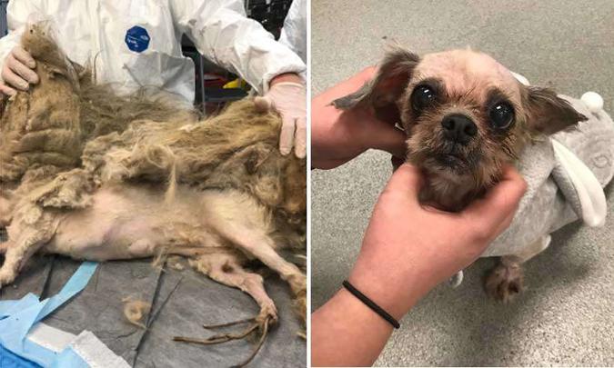O antes e depois de Ellie Mae, da raça Shih Tzu, resgatada em condições degradantes(foto: Reprodução/Twitter) O antes e depois de Ellie Mae, da raça Shih Tzu, resgatada em condições degradantes(foto: Reprodução/Twitter)
