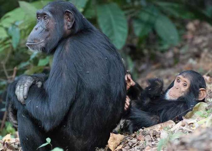 Chimpanzés que saem de Chimpanzés que saem de