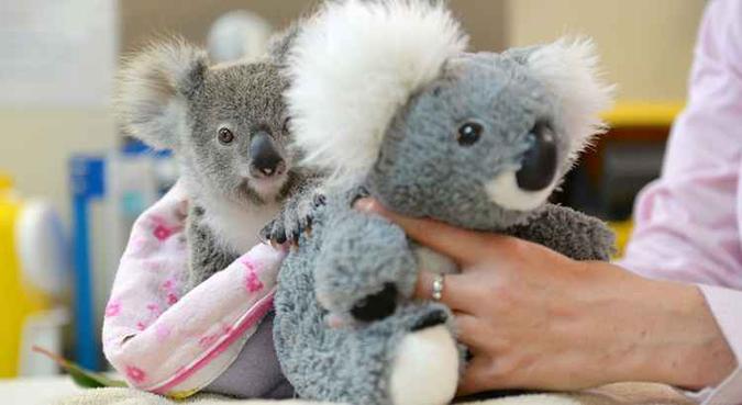 (foto: Ben Beaden/Australia Zoo/AFP) (foto: Ben Beaden/Australia Zoo/AFP)