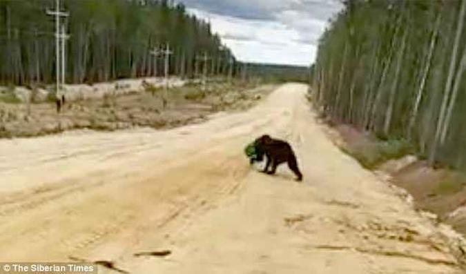 As autoridades russas acionaram as buscas para tentar encontrar o urso(foto: Reprodução/ Vídeo) As autoridades russas acionaram as buscas para tentar encontrar o urso(foto: Reprodução/ Vídeo)