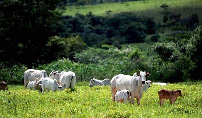 A má notícia para o pecuarista chega timidamente como boa nova nos açougues(foto: Carlos Vieira/Esp. CB/D.A Press) A má notícia para o pecuarista chega timidamente como boa nova nos açougues(foto: Carlos Vieira/Esp. CB/D.A Press)