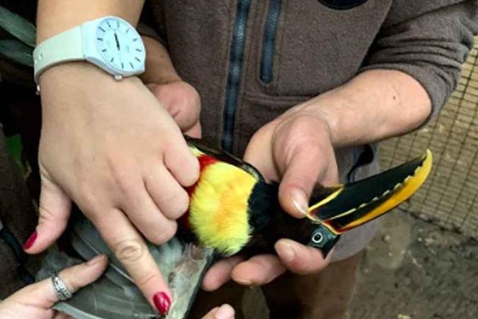 (foto: Divulgação Parque das Aves ) (foto: Divulgação Parque das Aves )