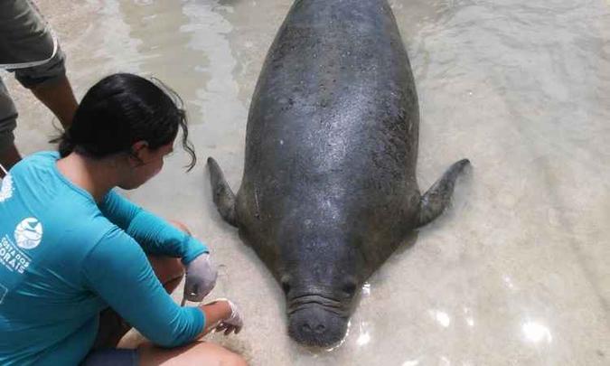(foto: Associação Peixe-Boi/Reprodução) (foto: Associação Peixe-Boi/Reprodução)