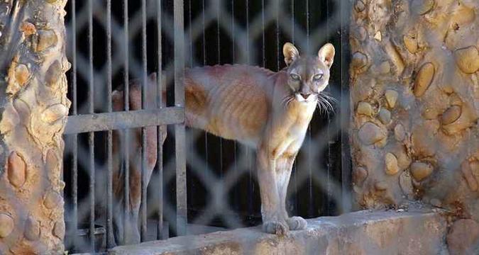 Vários animais estão sofrendo por falta de comida e desnutrição severa. Um dos casos mais graves é o dos pumas (foto: Miguel Romero/ Panorama / AFP) Vários animais estão sofrendo por falta de comida e desnutrição severa. Um dos casos mais graves é o dos pumas (foto: Miguel Romero/ Panorama / AFP)