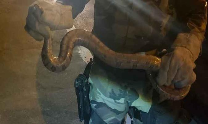 A jiboia estava dentro de um carro. A motorista percebeu a presença da cobra quando passava pela Ponte JK na noite de quinta-feira (12/9)(foto: BPMA/Divulgação) A jiboia estava dentro de um carro. A motorista percebeu a presença da cobra quando passava pela Ponte JK na noite de quinta-feira (12/9)(foto: BPMA/Divulgação)