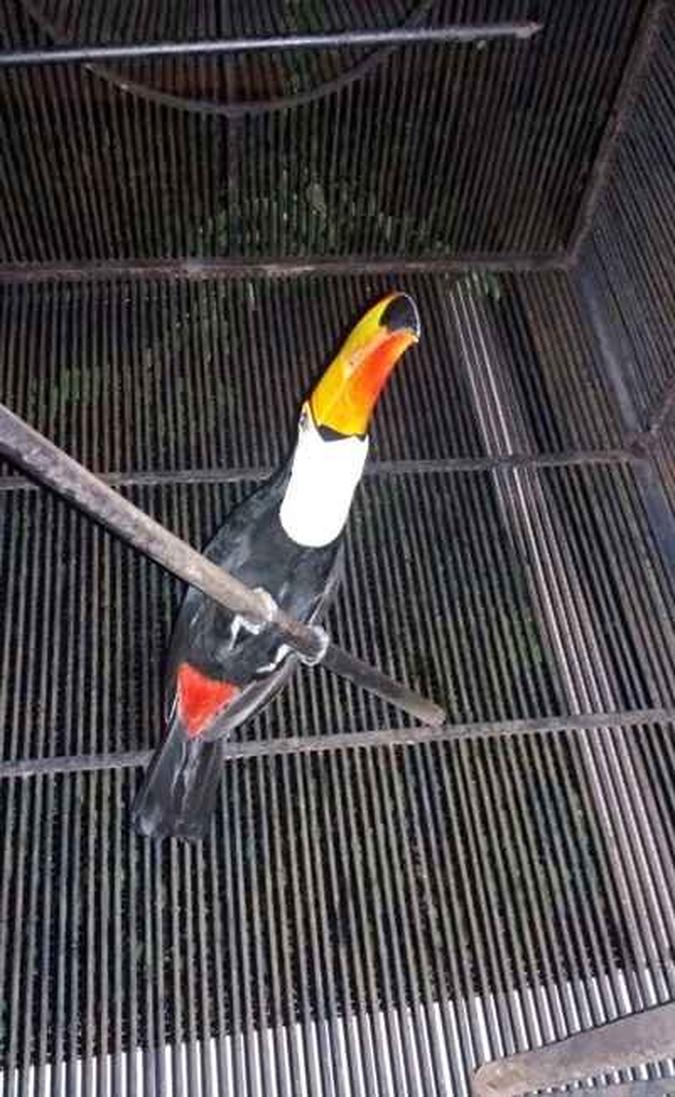 (foto: Polícia Militar/Divulgação) (foto: Polícia Militar/Divulgação)