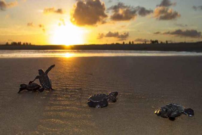 Com sorte, no tempo da desova o turista pode ver o nascimento das tartarugas e a caminhada delas até o mar(foto: Tamar/Reprodução) Com sorte, no tempo da desova o turista pode ver o nascimento das tartarugas e a caminhada delas até o mar(foto: Tamar/Reprodução)