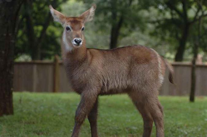 Antílope Waterbuck é originário das savanas e pântanos da África Subsaariana(foto: Edilson Rodrigues/CB/D.A Press) Antílope Waterbuck é originário das savanas e pântanos da África Subsaariana(foto: Edilson Rodrigues/CB/D.A Press)