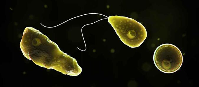 Imagem gerada por computador mostra a ameba Naegleria fowleri em seu estágio flagelado e em seu estágio de cisto(foto: CDC/Divulgação) Imagem gerada por computador mostra a ameba Naegleria fowleri em seu estágio flagelado e em seu estágio de cisto(foto: CDC/Divulgação)