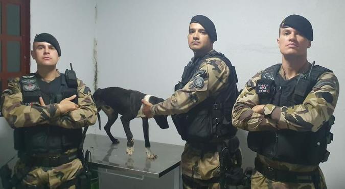 Animal foi encaminhado para tratar as lesões(foto: PMDF/Divulgação) Animal foi encaminhado para tratar as lesões(foto: PMDF/Divulgação)