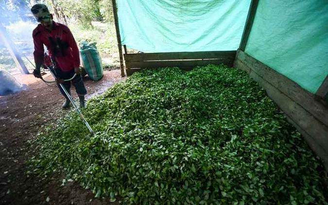 Agricultor processa folhas de coca para fazer pasta base de cocaína em um Agricultor processa folhas de coca para fazer pasta base de cocaína em um