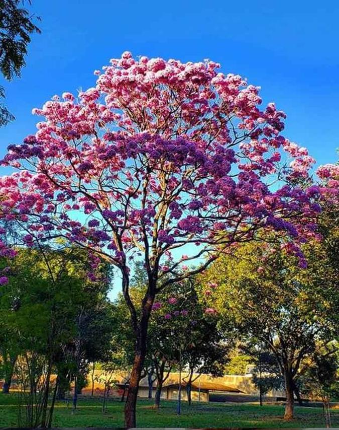 Rafael Vieira/Instagram Rafael Vieira/Instagram