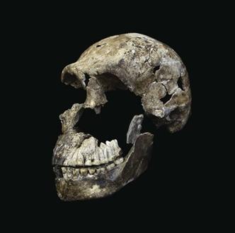 Crânio de Homo naledi encontrado em câmara do complexo de cavernas Rising Star: primeira vez que há evidências de que outro hominíneo sobreviveu ao lado dos Homo sapiens na África(foto: John Hawks/Wits University ) Crânio de Homo naledi encontrado em câmara do complexo de cavernas Rising Star: primeira vez que há evidências de que outro hominíneo sobreviveu ao lado dos Homo sapiens na África(foto: John Hawks/Wits University )
