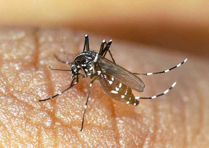 Também chamado de tigre asiático, o Aedes albopictus pode ser encontrado em estados das regiões Norte, Sudeste e Centro-Oeste(foto: Thierry Roux/AFP ) Também chamado de tigre asiático, o Aedes albopictus pode ser encontrado em estados das regiões Norte, Sudeste e Centro-Oeste(foto: Thierry Roux/AFP )