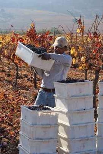 (foto: Concha y Toro/Divulgação) (foto: Concha y Toro/Divulgação)