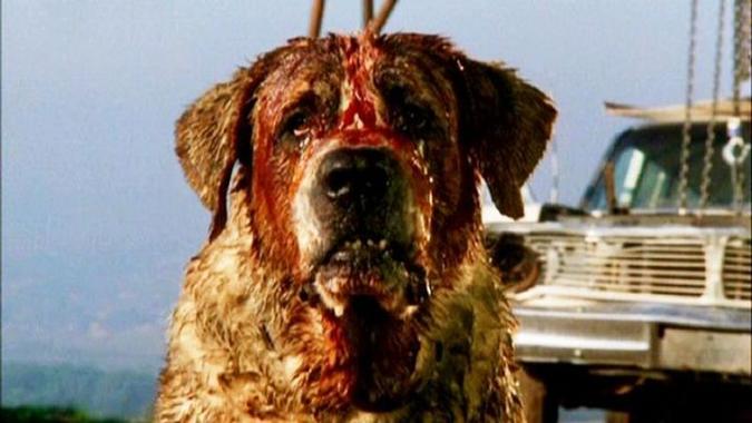 'Cujo': terror põe em xeque a amizade entre cachorros e humanos(foto: Sunn Classic Pictures/Divulgação) 'Cujo': terror põe em xeque a amizade entre cachorros e humanos(foto: Sunn Classic Pictures/Divulgação)