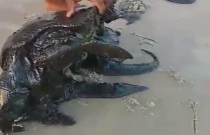 O vídeo teria sido repassado por um engenheiro de pesca e publicado só após a confirmação dos fatos(foto: Reprodução/Vídeo/Internet) O vídeo teria sido repassado por um engenheiro de pesca e publicado só após a confirmação dos fatos(foto: Reprodução/Vídeo/Internet)