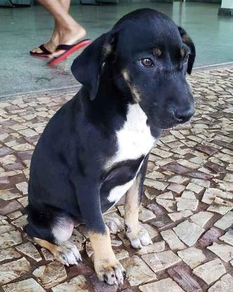 A cadela ganhou o nome de 'Veruska' e está internada. Ela está para adoção (foto: Arquivo Pessoal ) A cadela ganhou o nome de 'Veruska' e está internada. Ela está para adoção (foto: Arquivo Pessoal )