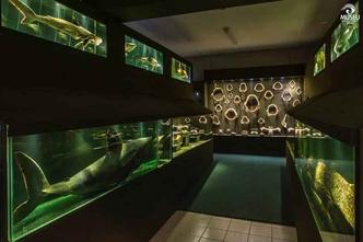 O museu possui a maior coleção privada de tubarões e raias do mundo(foto: Divulgação/Facebook Univali ) O museu possui a maior coleção privada de tubarões e raias do mundo(foto: Divulgação/Facebook Univali )