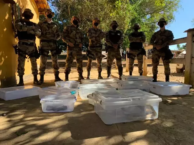 BPMA apreendeu 16 cobras em chácara, em Planaltina, local de onde pode ter saído a naja que picou Pedro Henrique. O estudante saiu do coma ontem (foto: BPMA/Divulgação) BPMA apreendeu 16 cobras em chácara, em Planaltina, local de onde pode ter saído a naja que picou Pedro Henrique. O estudante saiu do coma ontem (foto: BPMA/Divulgação)