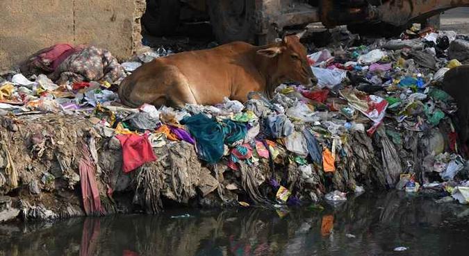 Até as vacas procuram comida no meio dessa massa de plástico(foto: Abhaya Srivastava/AFP) Até as vacas procuram comida no meio dessa massa de plástico(foto: Abhaya Srivastava/AFP)