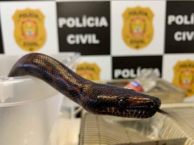 Polícia encontra serpente em apartamento do Guará. Responsável pelo imóvel está na delegacia do Gama (foto: Divulgação/PCDF) Polícia encontra serpente em apartamento do Guará. Responsável pelo imóvel está na delegacia do Gama (foto: Divulgação/PCDF)