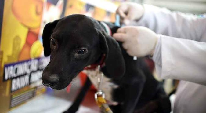 Cães e gatos de áreas rurais recebem de graça a vacina antirrábica(foto: Andre Borges/Agência Brasília) Cães e gatos de áreas rurais recebem de graça a vacina antirrábica(foto: Andre Borges/Agência Brasília)