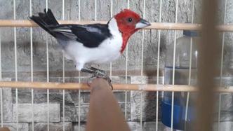 Outras aves foram encontradas em gaiolas(foto: PMDF/ CCS - Divulgação) Outras aves foram encontradas em gaiolas(foto: PMDF/ CCS - Divulgação)