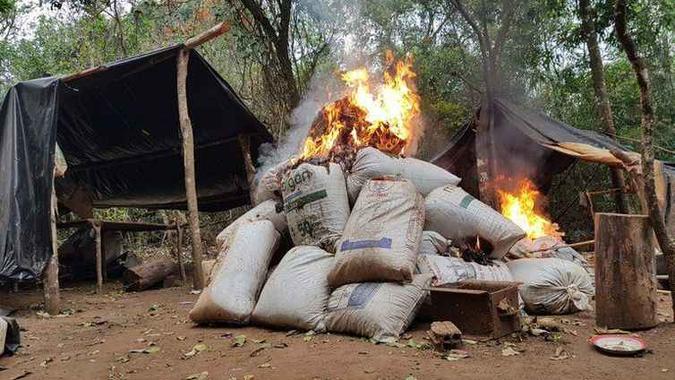 A quantidade de maconha destruída este ano ultrapassa o volume de 2017 e 2018 (foto: Divulgação Polícia Federal) A quantidade de maconha destruída este ano ultrapassa o volume de 2017 e 2018 (foto: Divulgação Polícia Federal)