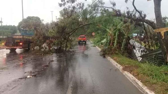 Na pista que sai do Guará 2 para o Núcleo Bandeirante, três árvores caíram ao longo da pista, sendo que uma interditou a pista(foto: Divulgação/Corpo de Bombeiros) Na pista que sai do Guará 2 para o Núcleo Bandeirante, três árvores caíram ao longo da pista, sendo que uma interditou a pista(foto: Divulgação/Corpo de Bombeiros)