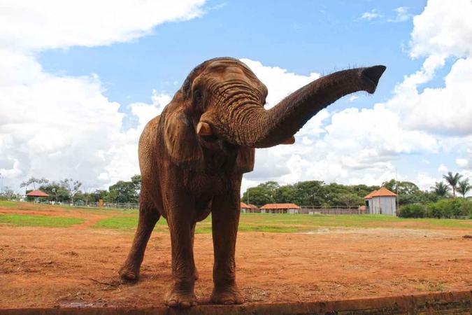 (foto: Jardim Zoológico de Brasília/Divulgação) (foto: Jardim Zoológico de Brasília/Divulgação)