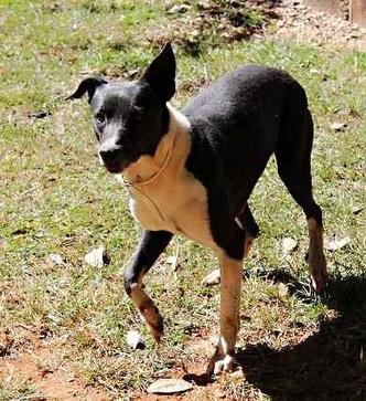 Bento chegou a um abrigo sem o rabo: traumatizado, cachorro enxerga o humano como inimigo (foto: Arquivo Pessoal ) Bento chegou a um abrigo sem o rabo: traumatizado, cachorro enxerga o humano como inimigo (foto: Arquivo Pessoal )