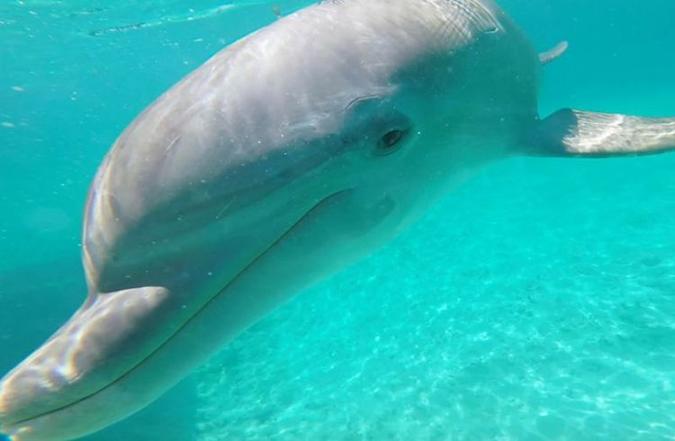 A apresentação dos golfinhos é um programa que diverte adultos e crianças. Os animais são simpáticos e carismáticos. Em alguns casos, é possível nadar com eles e impossível não se tornar amigo(foto: Douphin Encounters/Divulgação) A apresentação dos golfinhos é um programa que diverte adultos e crianças. Os animais são simpáticos e carismáticos. Em alguns casos, é possível nadar com eles e impossível não se tornar amigo(foto: Douphin Encounters/Divulgação)